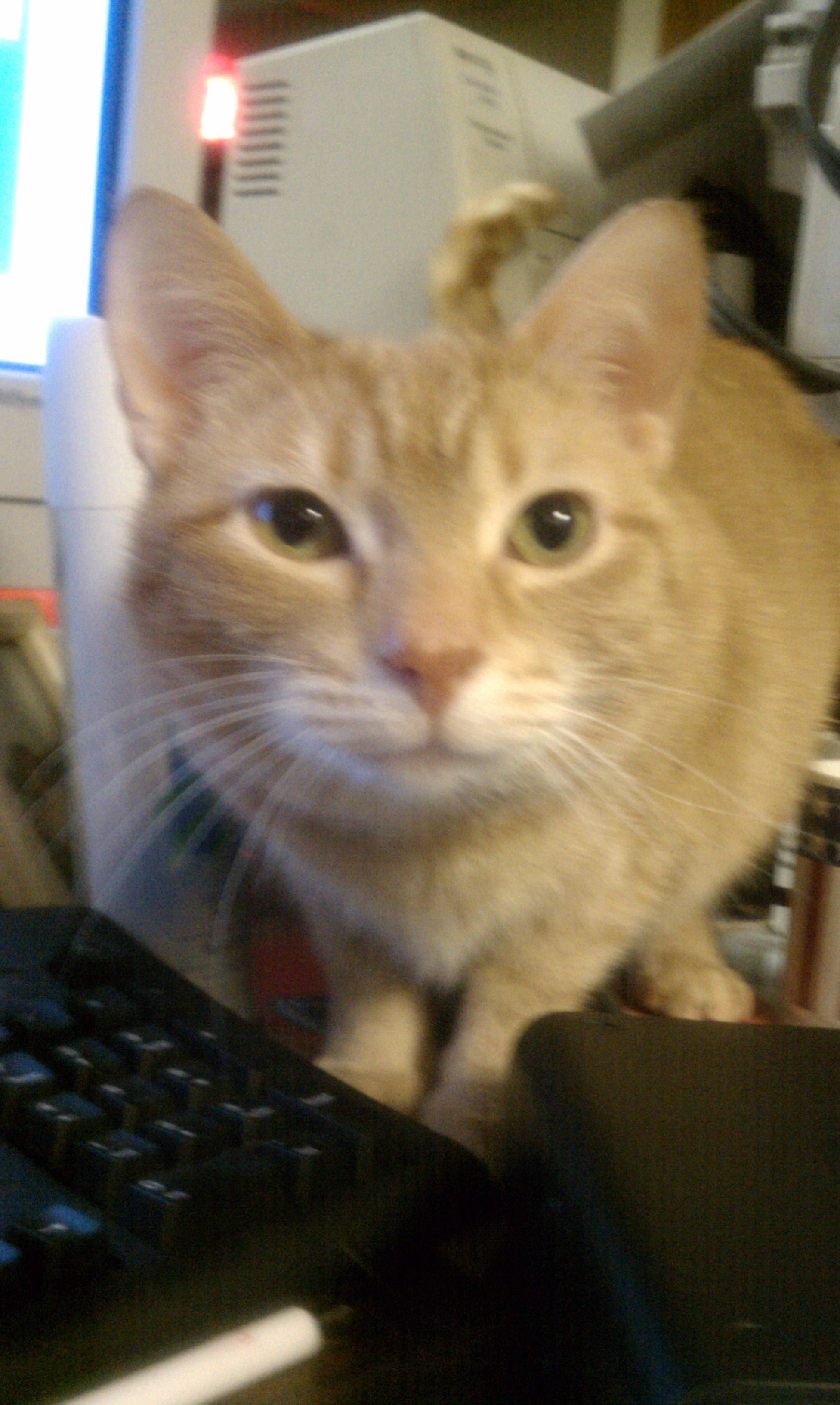 Professor Nugget